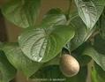 Yam